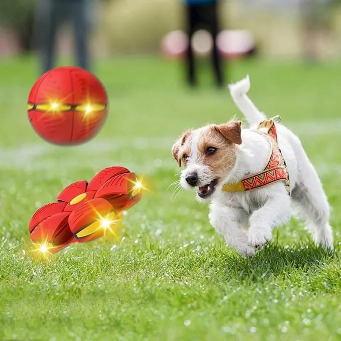 🐶Disco salty salty + Envío gratis🛵 📦