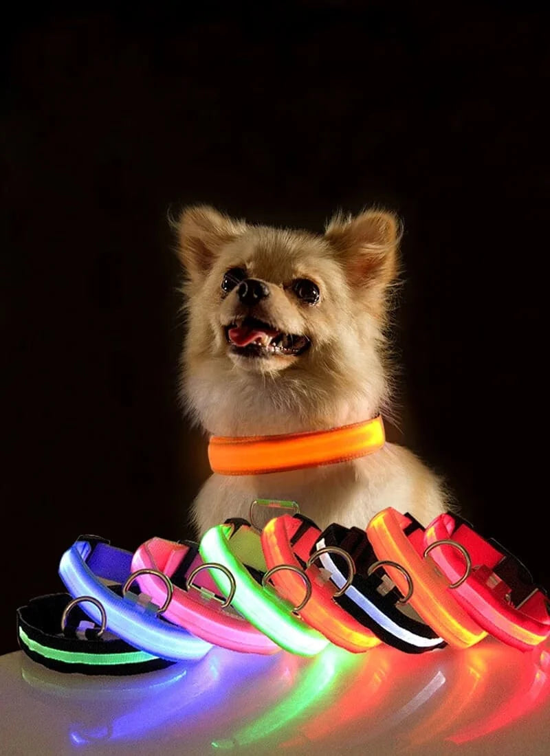 🐾COLLAR LED USB ANTIPERDIDA 🚨🐕+ ENVIO GRATIS🚚🆓😎